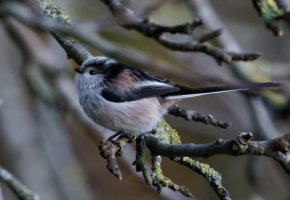 309A1372-DxO_longtailed_tit_400mm-is+60Lss.jpg
