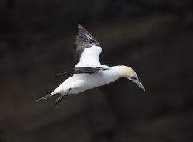 gannet_2B4A7726_DxO_darkbackground.jpg