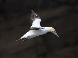 gannet_2B4A7726_DxO_darkbackground.jpg gannet_2B4A7726_DxO_darkbackground.jpg