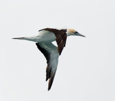 Gannet_3Q7A8015_DxO_vg.jpg