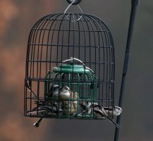 309A1586-DxO_longtailed_tits_on_feeder-ssAut.jpg