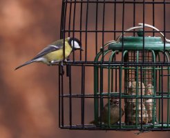 309A1637-DxO_female_blackcap+great_tit_on_feeder-ssAut.jpg