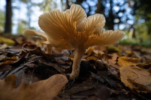 Laowa 15mm Stack.jpg