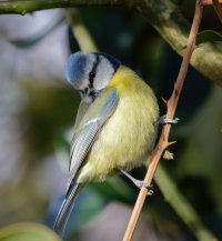 309A2629-blue_tit_700mm_2_lsss.jpg