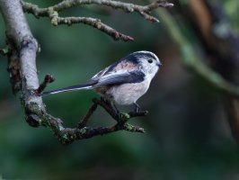 309A2381-DxO_longtailed_tit-lsss.jpg