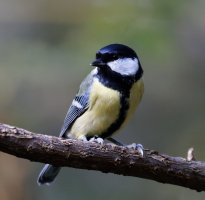 309A4065-DxO_Great_tit_iso8000.jpg
