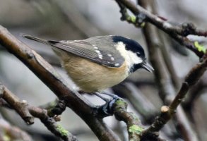 3Q7A3838DxO-Coal_tit_through_window_lsssiso6400.jpg