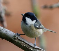 309A2717DxO-Coal_tit_800mm_60L-lsss.jpeg