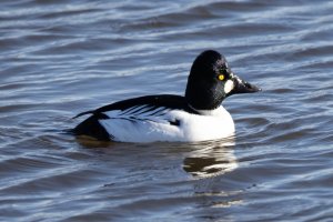 example 1 of RF100-500 issue.jpg