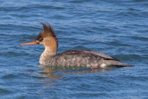 comparison rf800 image.jpg