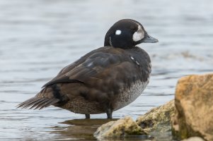 Harlequin Duck (male-1st year) 105.jpg