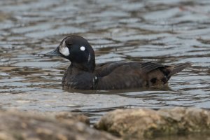 Harlequin Duck (male-1st year) 106.jpg