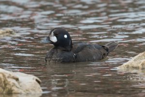 Harlequin Duck (male-1st year) 107.jpg