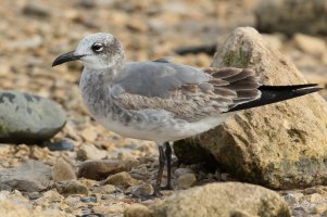 Laughing Gull (immature 1st year-winter) 100.jpg