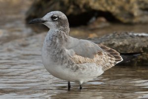 Laughing Gull (immature 1st year-winter) 101.jpg