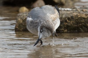 Laughing Gull (immature 1st year-winter) 116.jpg