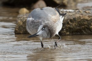 Laughing Gull (immature 1st year-winter) 117.jpg
