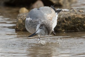 Laughing Gull (immature 1st year-winter) 118.jpg