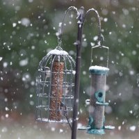 309A3070DxO_longtail_tits_birdfeeder_in_snow_crop_small.jpg