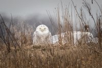 012521-Snowy-Owl-Carlisle-01.jpg
