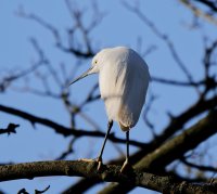 309A3305DxO_little_egret-ls-ss.jpg