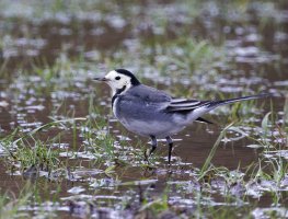 309A3396DxO_pied_wagtail-1_40x.jpg