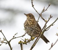 309A3382DxO_song_thrush-1_40x.jpg