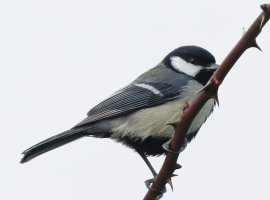 309A3476DxO_great_tit_crop-gigapixel-standard-scale-1_40x.jpg