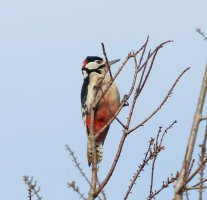 309A3458DxO_greater_spotted_woodpecker_crop-gigapixel-standard-scale-1_40x.jpg