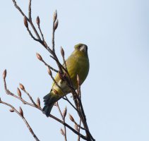309A3434DxO_greenfinch_crop-gigapixel-standard-scale-1_40x.jpg