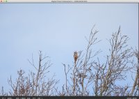 Greater_spotted_woodpecker.jpg
