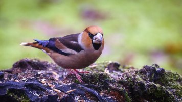 _MG_4057 DPP-Edit-2.jpg