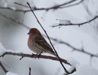 birds in the snow6008-3.jpg