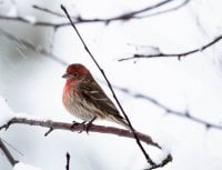 birds in the snow6008-2.jpg
