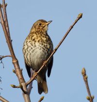 309A4235DxO_song_thrush_on_tree-lsss.jpg