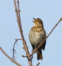 309A4204DxO_song_thrush_on_tree_singing-lsss.jpg