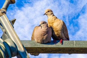 Bird Romance.jpg