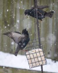 resized-020121-Snow-Starlings-06.jpg