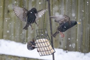 resized-020121-Snow-Starlings-04.jpg