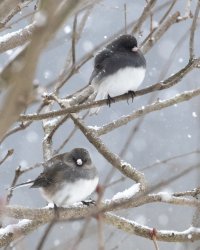 013121-Juncos-Snow-04.jpg