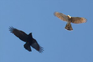 2U4A1471DxO_sparrowhawk_vs_crow-isssss.jpeg