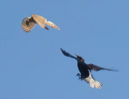 2U4A1462DxO_sparrowhawk_vs_crow-isssss.jpeg