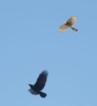 2U4A1450DxO_sparrowhawk_vs_crow-issss.jpeg