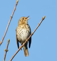 309A5209DxO_song_thrush_singing.jpg