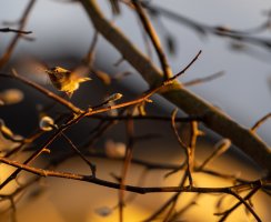 Humming Birds-3.jpg