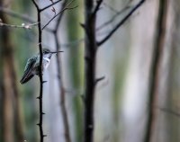 Humming Birds-4.jpg