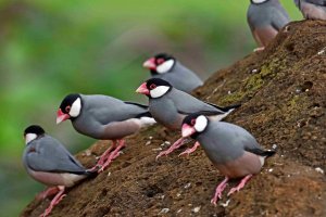Padda oryzivora - Java Sparrow 3_DxO.jpg