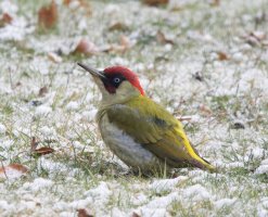 309A5333-DxO_500mm_Greenwoodpecker_ssss1.jpg