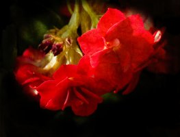 _36A2616_DxO copy.jpg