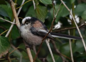 309A5521DxO_100-500_longtailed_tit-0_90x.jpg